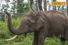 Mumbai Goa Highway: मुंबई-गोवा महामार्ग ओंकार हत्ती, वाहतुकीवर झाला मोठा परिणाम, परिसरात उडाली खळबळ