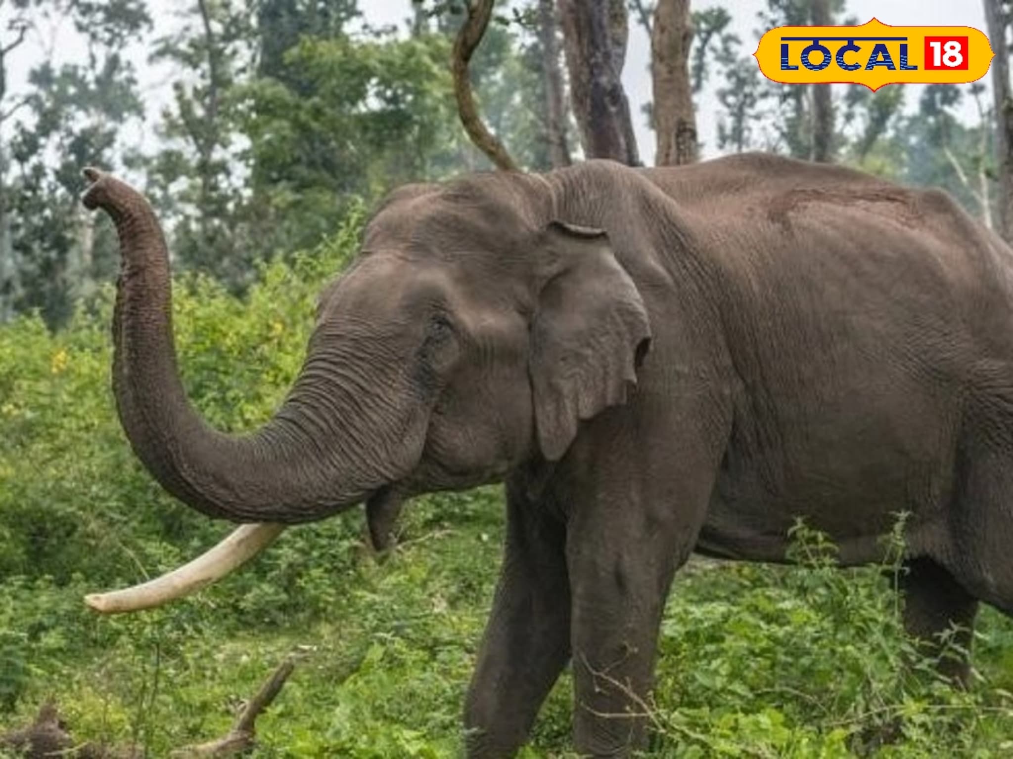 मुंबई-गोवा महामार्ग ओंकार हत्ती, वाहतुकीवर झाला मोठा परिणाम, परिसरात उडाली खळबळ