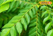 फक्त स्वयंपाकातच नाही तर आरोग्यासाठीही कडीपत्ता लाभदायक, झटक्यात आजार होतील दूर