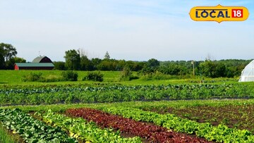 भाजीपाला