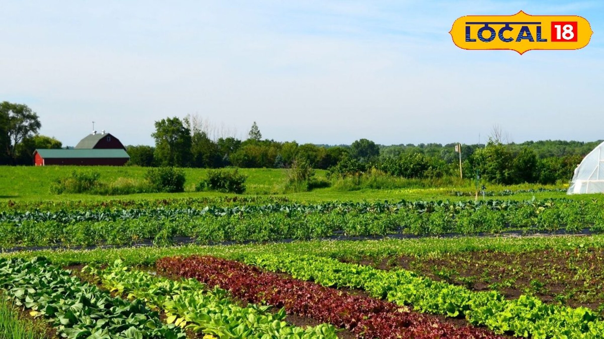 कमी खर्चात होईल जास्त कमाई, हिवाळ्यात घ्या ही भाजीपाला पिके, Video