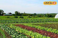 Agriculture News : कमी खर्चात होईल जास्त कमाई, हिवाळ्यात घ्या ही भाजीपाला पिके, संपूर्ण माहितीचा Video