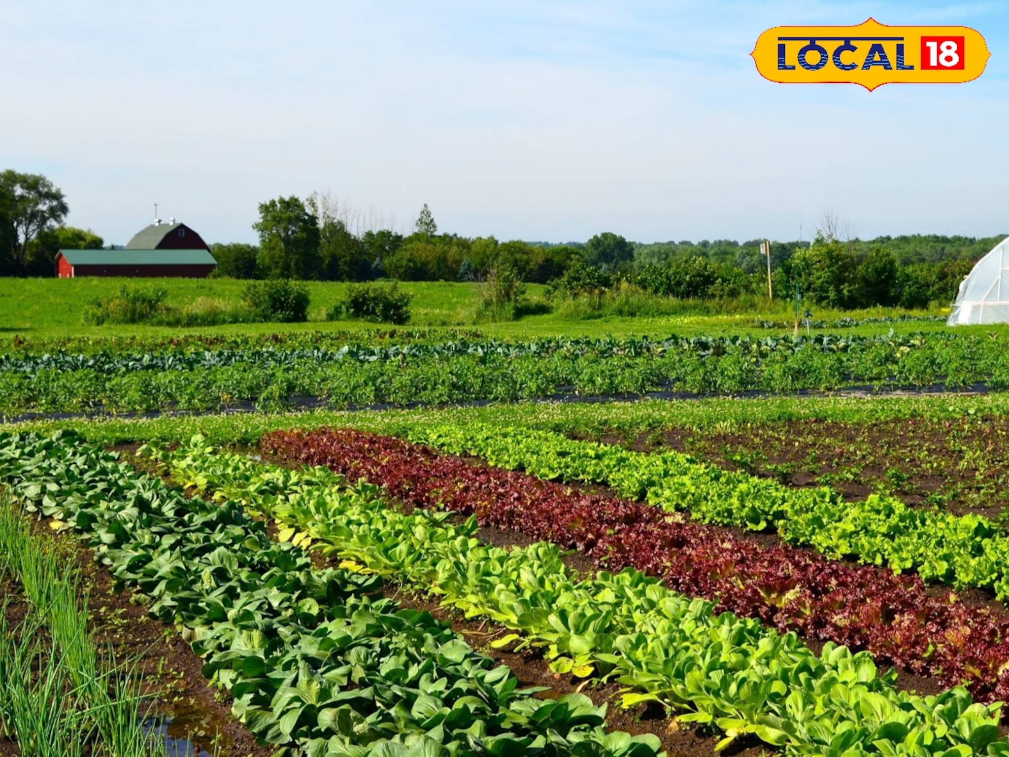 Agriculture News : कमी खर्चात होईल जास्त कमाई, हिवाळ्यात घ्या ही भाजीपाला पिके, संपूर्ण माहितीचा Video