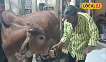 अद्वितीय उदाहरण! चक्क गॅरेजमध्ये गोमातेसाठी भोजनालय; दररोज गायींसाठी अन्नदान, सोलापुरातील हृदयस्पर्शी सेवा