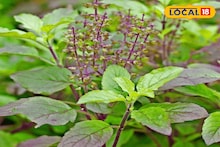 Health Tips : दररोज खा तुळशीची पाने, हे आजार जवळ पण नाही येणार, जाणवतील सकारात्मक बदल