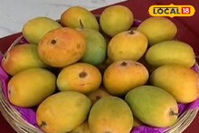 Hapus Rate: आंबा आहे की सोनं? देवगडच्या हापूसला रेकॉर्ड ब्रेक दर, पेटीचा भाव पाहिला का?