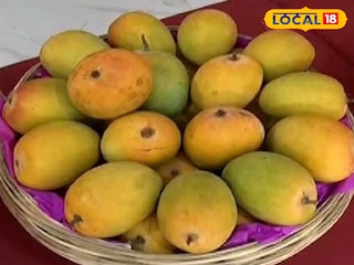 Hapus Rate: आंबा आहे की सोनं? एका पेटीचा भाव 25000 रुपये, देवगडच्या हापूसला रेकॉर्ड ब्रेक दर! Hapus Rate: आंबा आहे की सोनं? एका पेटीचा भाव 25000 रुपये, देवगडच्या हापूसला रेकॉर्ड ब्रेक दर!