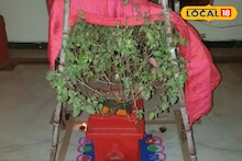 Tulsi Vivah 2025: 1 की 2 नोव्हेंबर, कोणती एकादशी ग्राह्य धरायची? तुळशी विवाहाचे दिवस, मुहूर्त आणि महत्त्व, Video