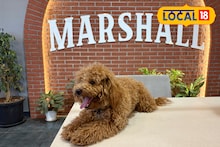 Entertainment सिनेमासारखी रिअल घटना, नाशिकमध्ये कॅफेचा मालक आहे कुत्रा!