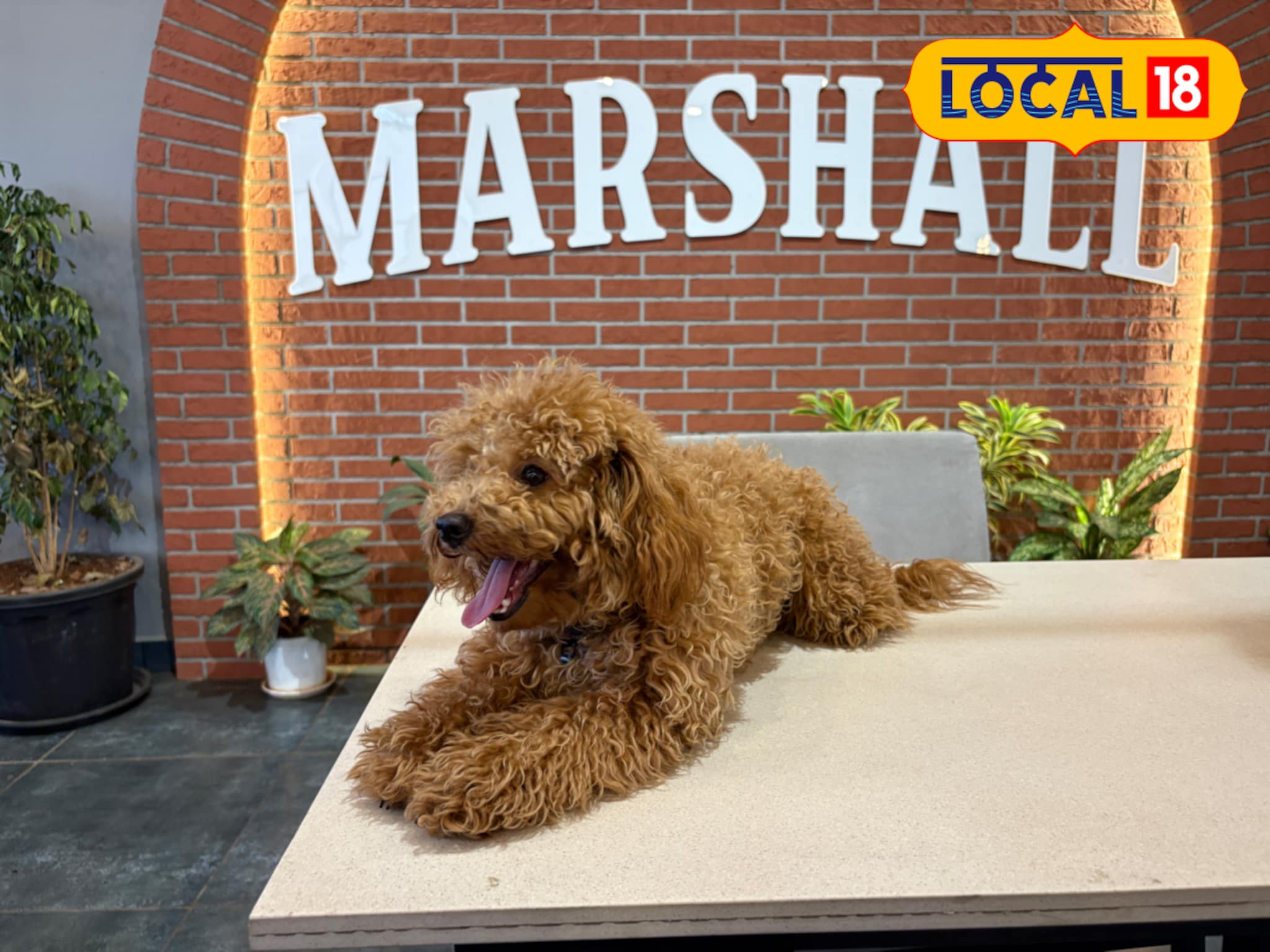 Entertainment सिनेमासारखी रिअल घटना, नाशिकमध्ये कॅफेचा मालक आहे कुत्रा!