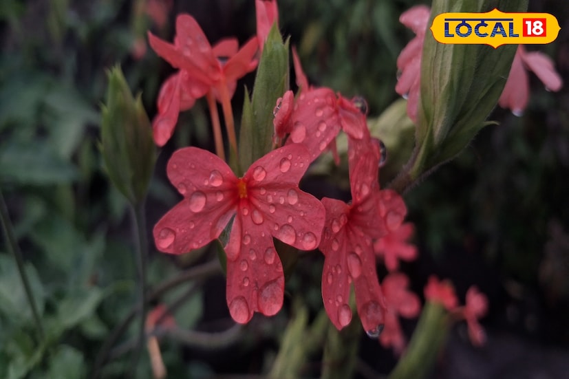 सांगली जिल्ह्यात मागील 24 तासात 29.6 अंश सेल्सिअस तापमानाची नोंद झाली. तसेच 9 मिलिमीटर पावसाची नोंद झाली. आज जिल्ह्यात ढगाळ आकाशासह हलक्या पावसाची शक्यता हवामान विभागाकडून वर्तवण्यात आली आहे. यावेळी पारा 30 अंशावर राहण्याचा अंदाज आहे. 