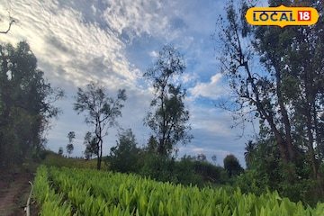 ‘मोंथा’ गेलं अन् वारं फिरलं, पश्चिम महाराष्ट्रात हवापालट, शुक्रवारी कोणता अलर्ट? ‘मोंथा’ गेलं अन् वारं फिरलं, पश्चिम महाराष्ट्रात हवापालट, शुक्रवारी कोणता अलर्ट?