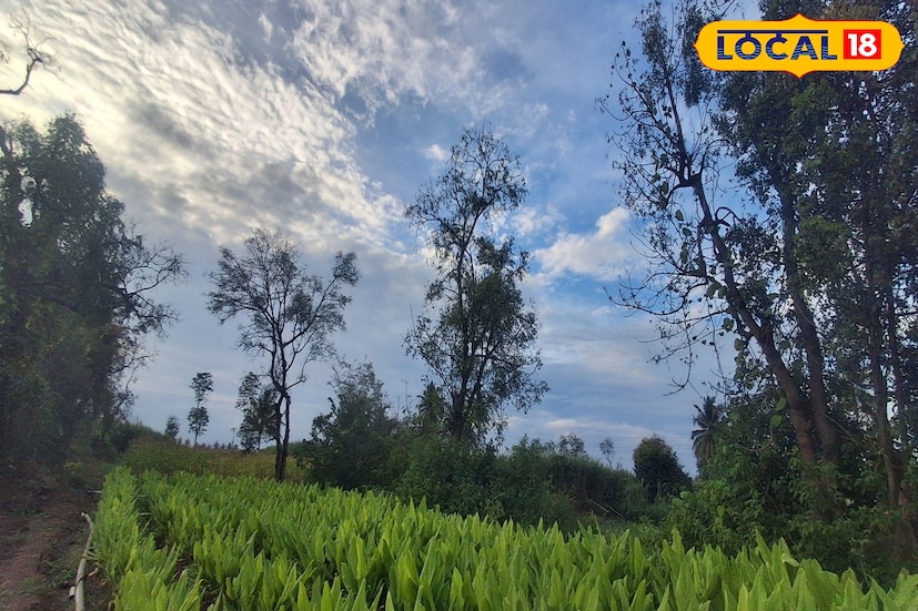 'मोंथा' चक्रीवादळ निवळल्यानंतर कमी दाबाचे क्षेत्र मध्य प्रदेशाकडे सरकत आहे. त्यामुळे राज्यातील काही भागात पावसाला पोषक हवामान आहे. आज 31 ऑक्टोबर रोजी उत्तर कोकण, उत्तर महाराष्ट्र, विदर्भात विजांसह पावसाची शक्यता आहे. ऑक्टोबर अखेर पश्चिम महाराष्ट्रातील हवामानात मात्र मोठे बदल जाणवत आहेत. शुक्रवारचा हवामान अंदाज जाणून घेऊ. 'मोंथा' चक्रीवादळ निवळल्यानंतर कमी दाबाचे क्षेत्र मध्य प्रदेशाकडे सरकत आहे. त्यामुळे राज्यातील काही भागात पावसाला पोषक हवामान आहे. आज 31 ऑक्टोबर रोजी उत्तर कोकण, उत्तर महाराष्ट्र, विदर्भात विजांसह पावसाची शक्यता आहे. ऑक्टोबर अखेर पश्चिम महाराष्ट्रातील हवामानात मात्र मोठे बदल जाणवत आहेत. शुक्रवारचा हवामान अंदाज जाणून घेऊ.