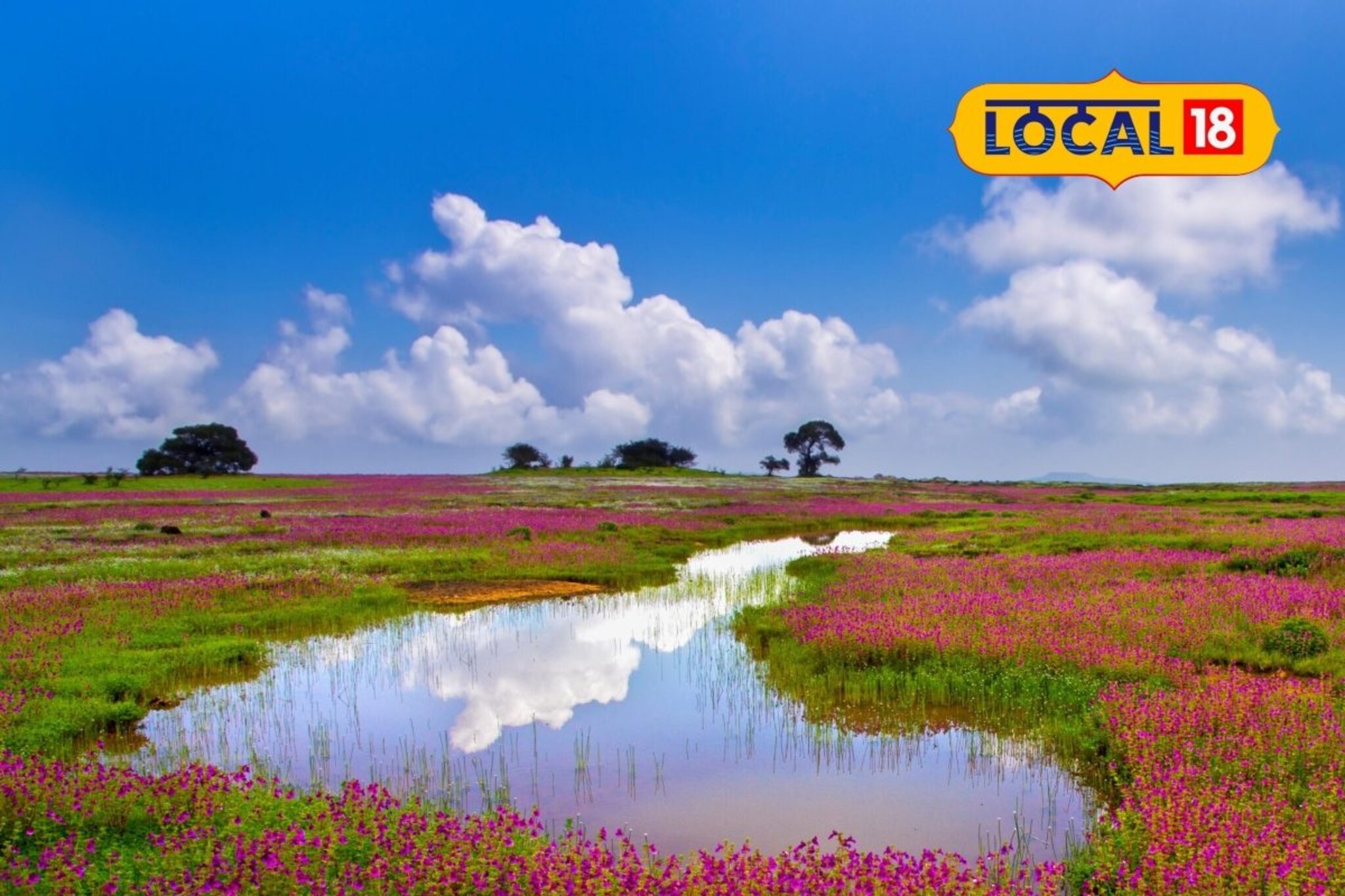 कास पठाराची भ्रमंती होणार सोपी! पर्यटकांच्या सोयीसाठी वन विभागाचा मोठा निर्णय