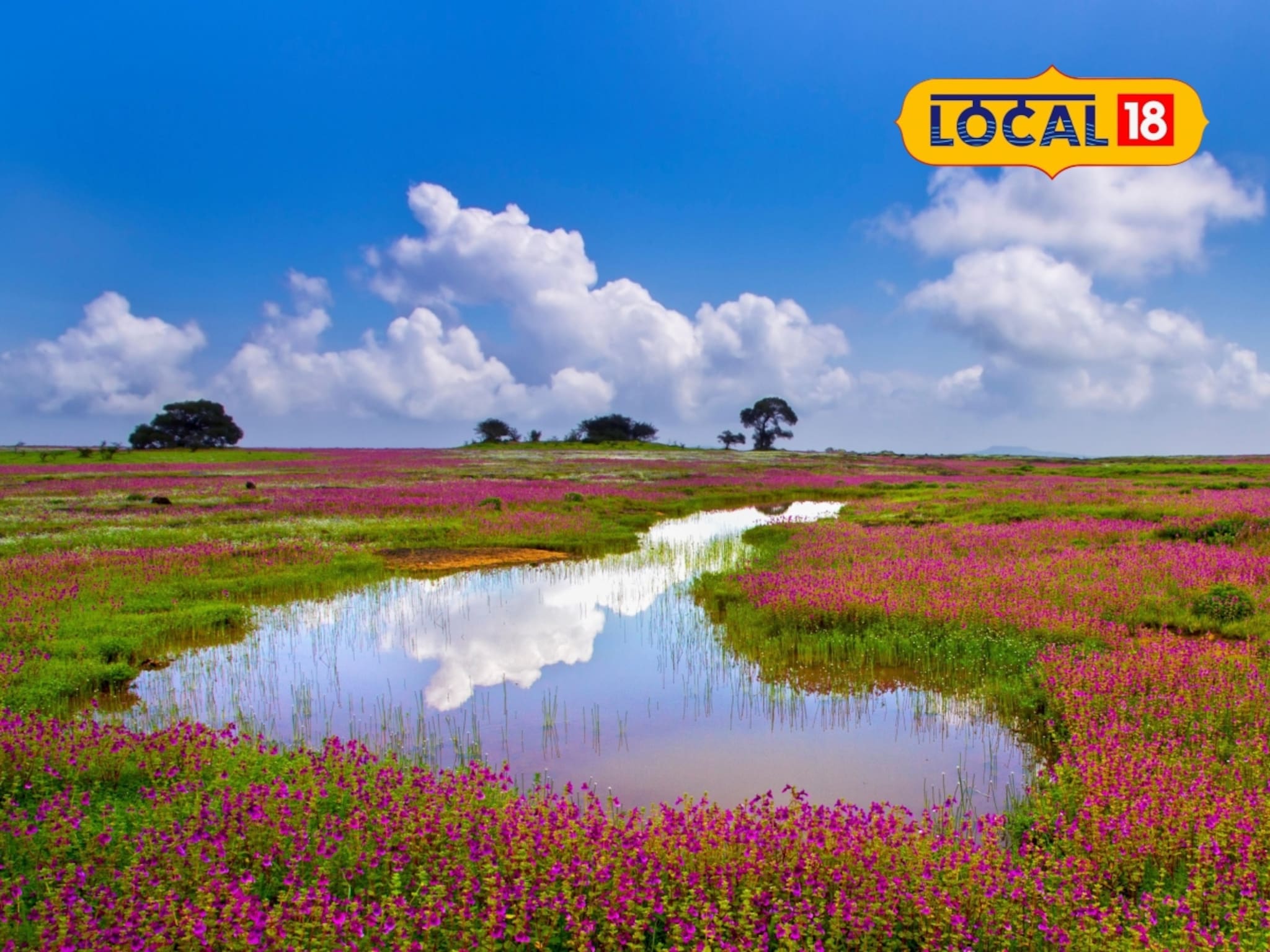 Kaas Plateau: कास पठाराची भ्रमंती होणार सोपी! पर्यटकांच्या सोयीसाठी वन विभागाचा मोठा निर्णय