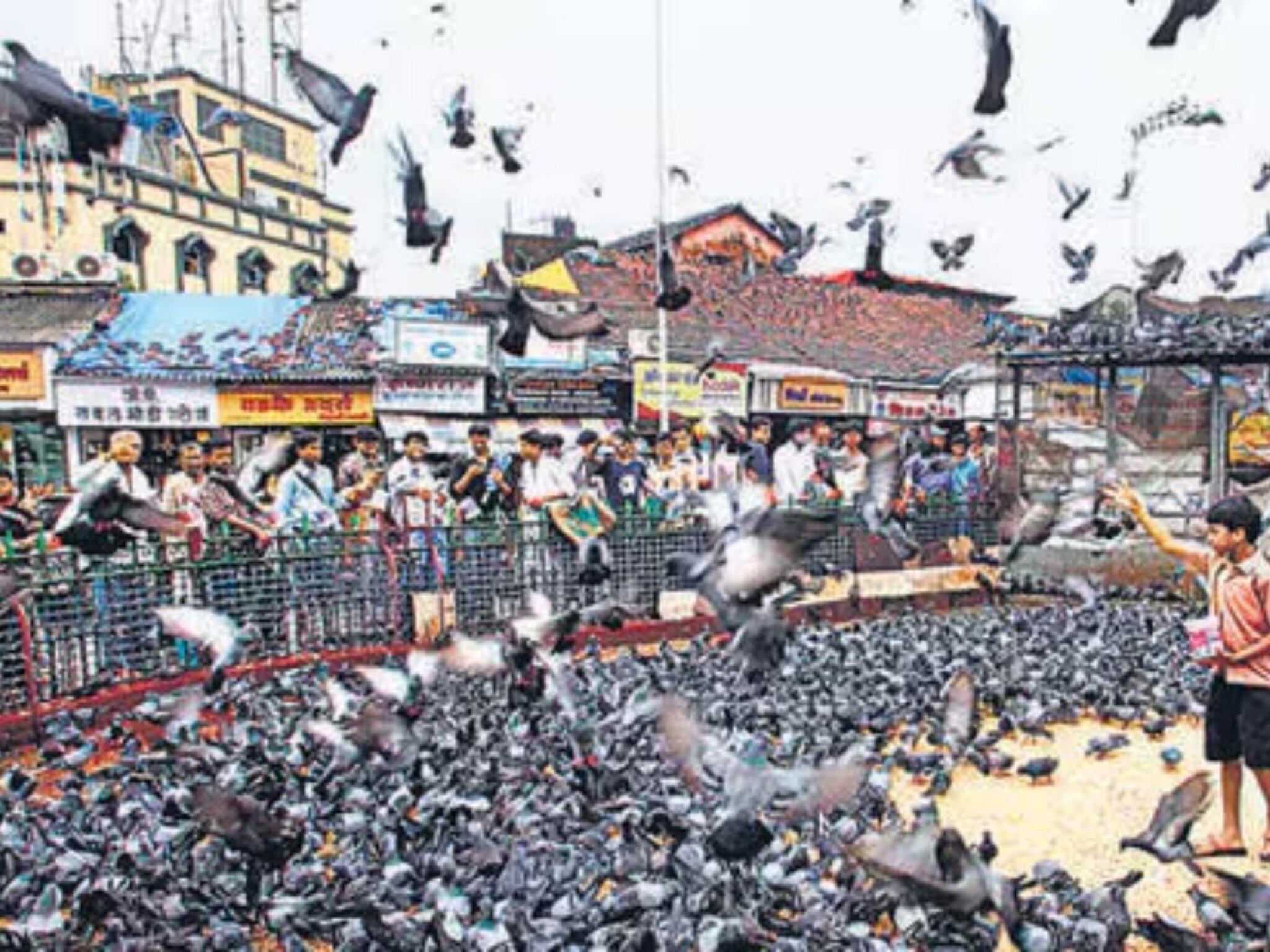 Mumbai Kabutarkhana: कबुतरखान्यावरून मुंबईतलं पुन्हा वातावरण तापणार! जैन समाजाचे आजपासून उपोषण आंदोलन