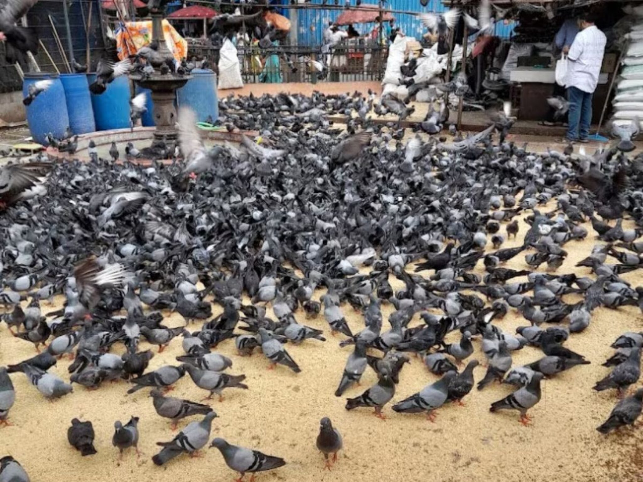 कबुतरखाना बंदीचा वाद चिघळला,जैन मुनी आझाद मैदानात उपोषणाला