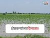 अतिवृष्टीचे अनुदान हवंय पण Farmer ID नाही! या नंबरवर केवायसी करताच मिळणार पैसे