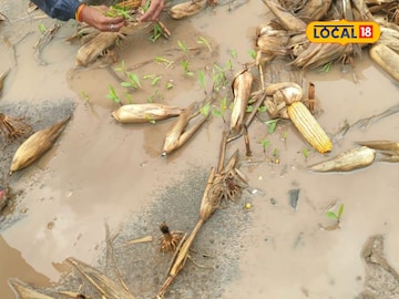 शेतकऱ्यानं काय करायचं? 'तो' आला अन् सगळं घेऊन गेला, काढलेलं पिक जागेवर कुजलं! शेतकऱ्यानं काय करायचं? 'तो' आला अन् सगळं घेऊन गेला, काढलेलं पिक जागेवर कुजलं!