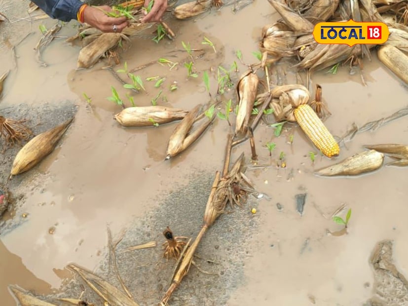 जालना जिल्ह्यातील भोकरदन तालुक्यातील पारध परिसरात रविवारी आणि सोमवारच्या मध्यरात्री दोन वाजेच्या सुमारास पुन्हा एकदा जोरदार पावसाने हजेरी लावली. यामुळे सोंगणी करून टाकलेल्या मका आणि सोयाबीन पिकांचे मोठे नुकसान झाले आहे. जालना जिल्ह्यातील भोकरदन तालुक्यातील पारध परिसरात रविवारी आणि सोमवारच्या मध्यरात्री दोन वाजेच्या सुमारास पुन्हा एकदा जोरदार पावसाने हजेरी लावली. यामुळे सोंगणी करून टाकलेल्या मका आणि सोयाबीन पिकांचे मोठे नुकसान झाले आहे.