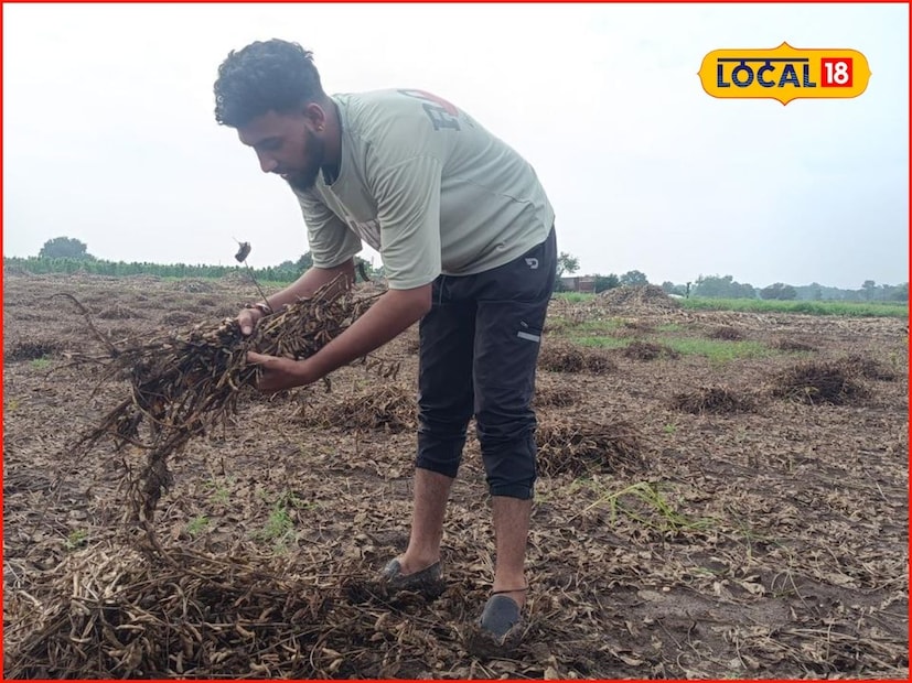 शेतकऱ्यांच्या शेतीपिकांसह पशुधनाचेही नुकसान झाले आहे. हातातोंडाशी आलेला घास अतिवृष्टीने हिरावून घेतला होता. त्यामुळे शेतकरी आर्थिक संकटात असताना आता पुन्हा एकदा पावसाने अडचणीत आणल्याचे चित्र निर्माण झाल्याचे पहायला मिळत आहे.