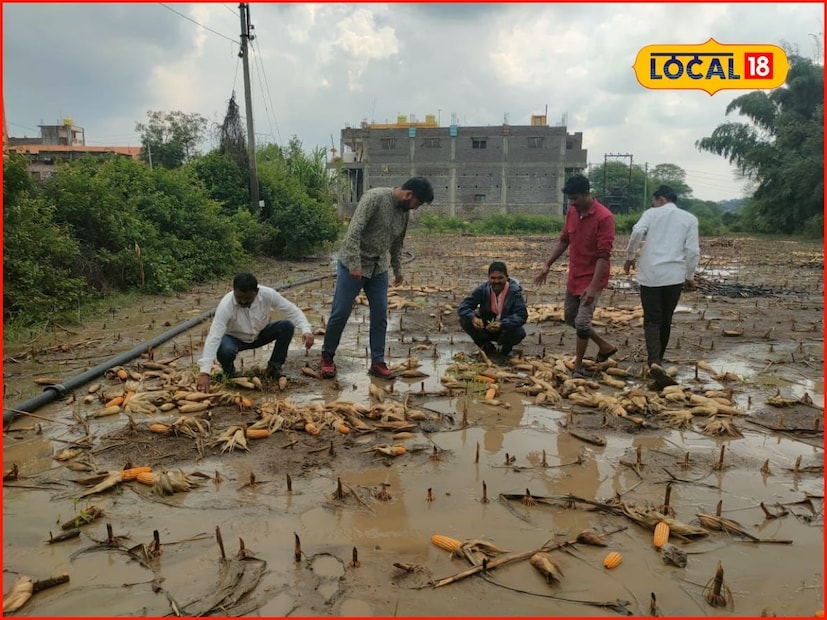 आता मकाच्या कंसाला कोंब फुटू लागले त्यामुळे मका आता मशीनमधून काढता सुद्धा येणार नाही आणि माझ्या चिकूच्या बगीच्यात अवकाळी पाऊस पडल्याने झाडाला लागलेला पूर्ण फळबाग जमीनदोस्त झालेली आहे. मागच्या आठ दिवसापासून सुरू असलेल्या अवकाळी पावसामुळे आता उत्पन्नाची आशा मावळली आहे. माझ्या शेताचा पंचनामा करून त्वरित नुकसान भरपाई द्यावी, अन्यथा माझ्याकडे शेतकरी म्हणून आत्महत्या केल्याशिवाय दुसरा पर्याय नाही, अशी भावना शेतकरी सतीश लोखंडे यांनी व्यक्त केली.