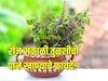 आरोग्याचा खजिना आहे तुळस, रोज सकाळी 4 पाने खाण्याचे जबरदस्त फायदे