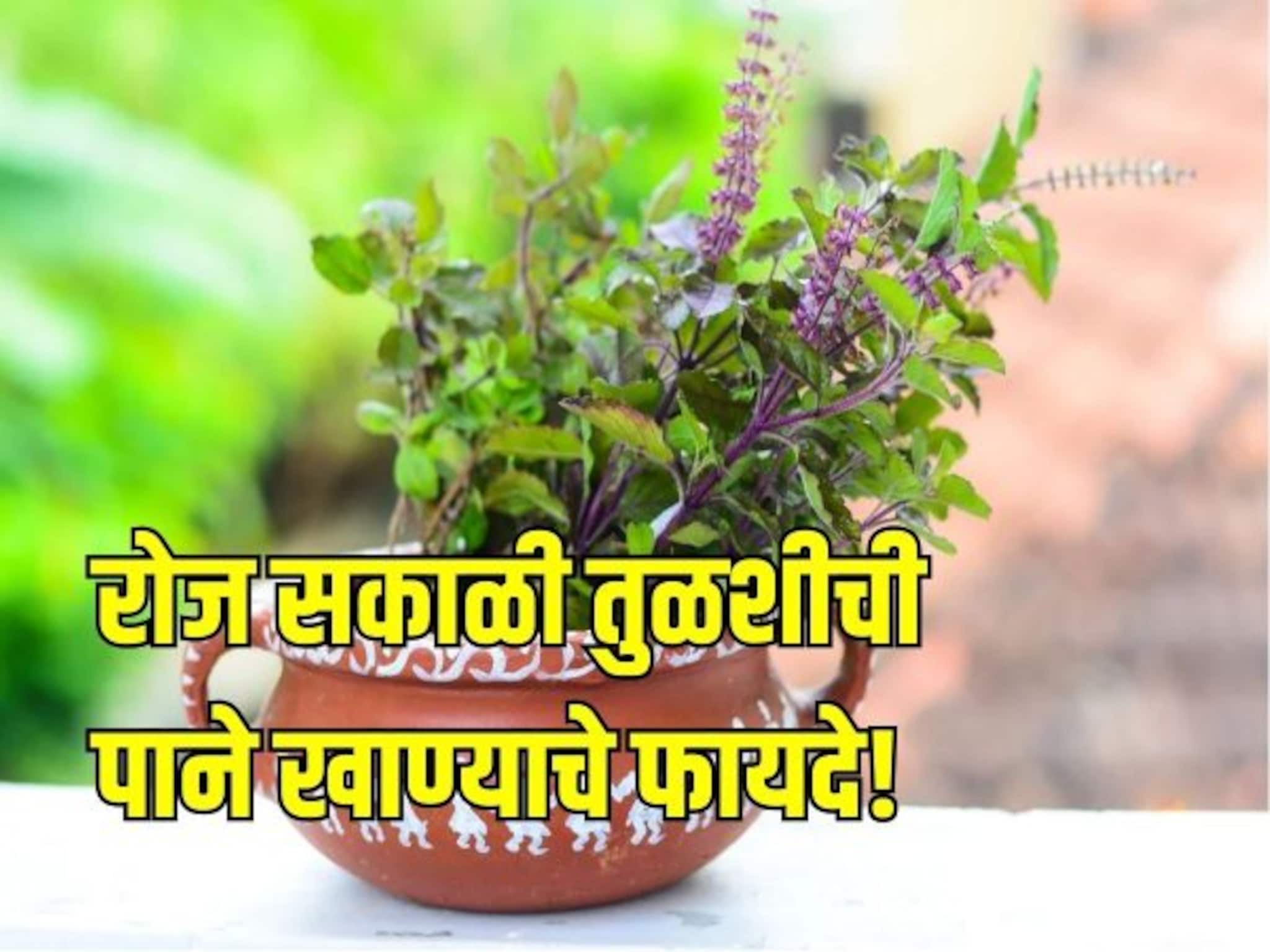 आरोग्याचा खजिना आहे तुळस, रोज सकाळी 4 पाने खाण्याचे जबरदस्त फायदे