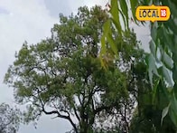 सोलापूरच्या या गावात चुकूनही तोडत नाहीत कडूलिंबाचं पान, कारण काय तर