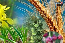 रब्बी हंगामात भरघोस उत्पादन देणारे ५ पिके, लागवड केल्यास मिळेल बक्कळ पैसा