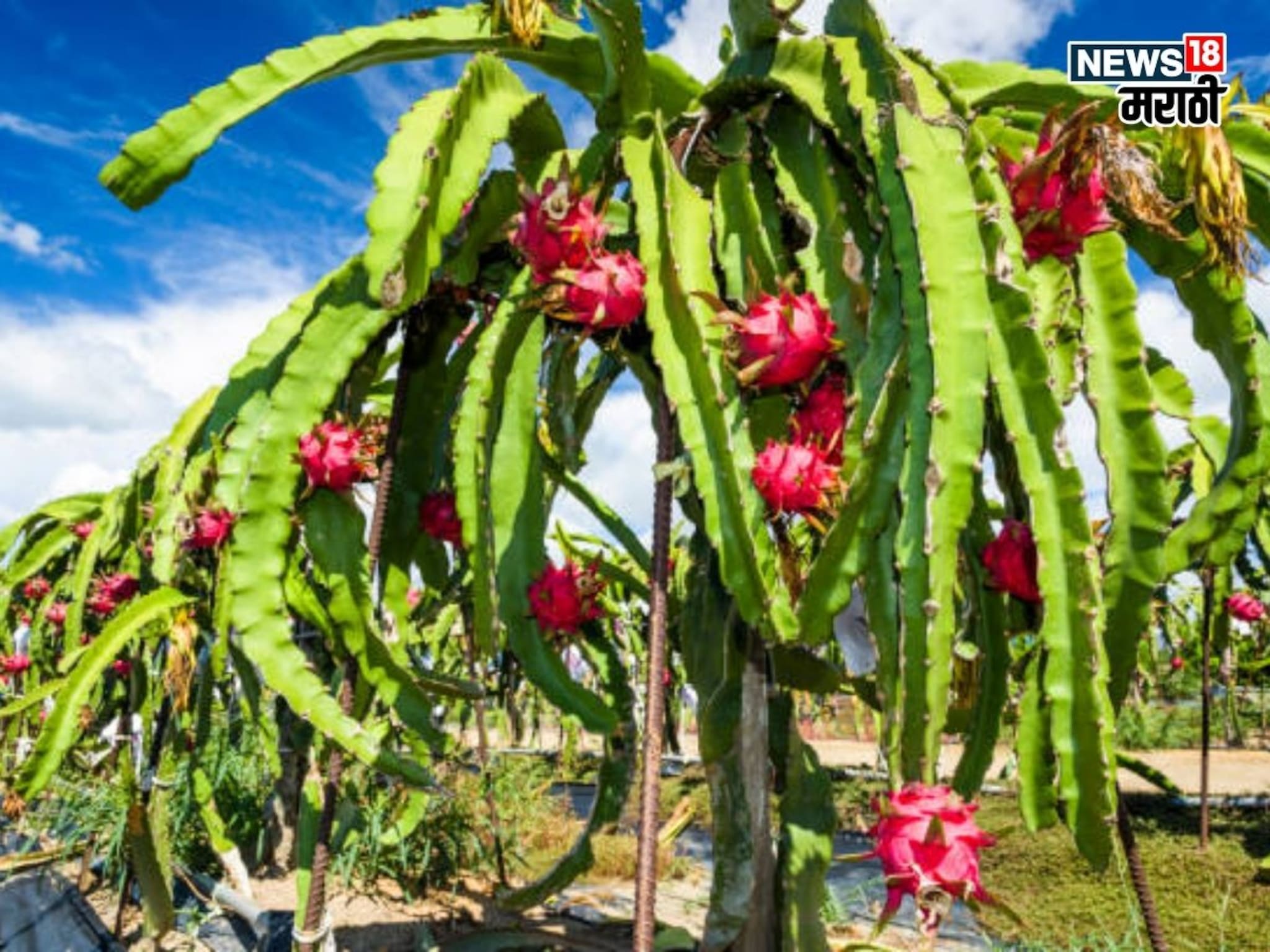 दिवाळीनंतर या पिकाची लागवड करा, अन् २० वर्ष लाखो रुपयांचे उत्पन्न मिळवा