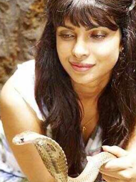  बॉलिवूडची 'देसी गर्ल' प्रियंका चोप्रा खऱ्या अर्थाने 'खतरों के खिलाडी' आहे हे पुन्हा एकदा सिद्ध झालं आहे.