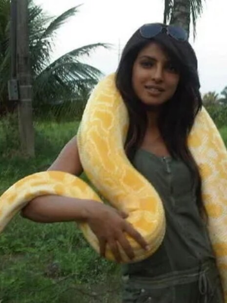  प्रियंका लवकरच 'द ब्लफ'च्या माध्यमातून प्रेक्षकांच्या भेटीला येणार आहे. या चित्रपटात अभिनेत्री एका वेगळ्या भूमिकेत झळकणार आहे. अभिनेत्री सध्या 'सिटाडेल'च्या दुसऱ्या सीझनचं शूटिंग करत आहे.