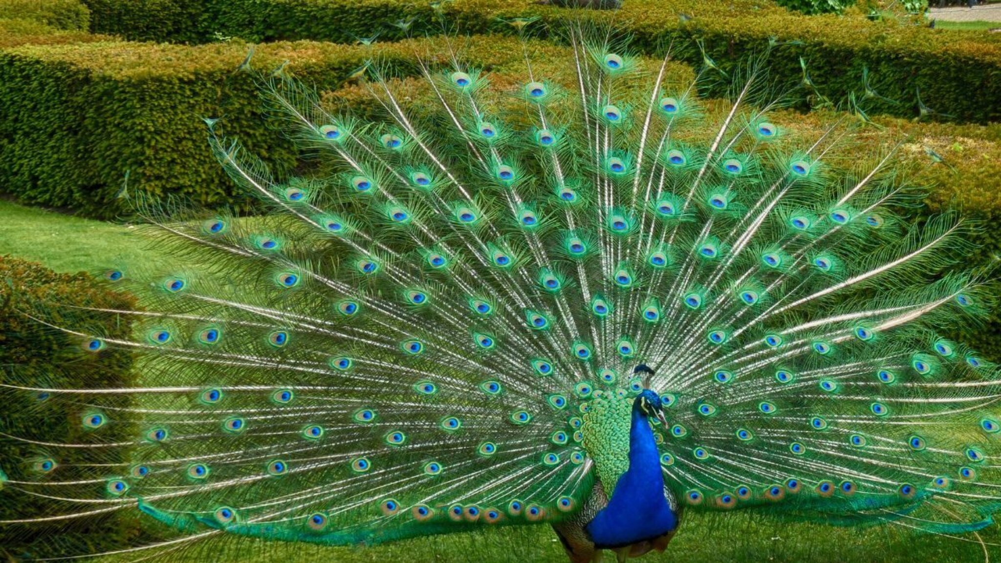 Peacock :  मोराला मोरपंखाचा उपयोग काय? निसर्गाने इतके सुंदर पंख का दिलेत?