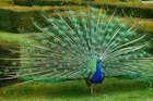 Peacock :  मोराला मोरपंखाचा उपयोग काय? निसर्गाने इतके सुंदर पंख का दिलेत?