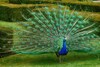 Peacock :  मोराला मोरपंखाचा उपयोग काय? निसर्गाने इतके सुंदर पंख का दिलेत?