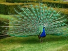 Peacock :  मोराला मोरपंखाचा उपयोग काय? निसर्गाने इतके सुंदर पंख का दिलेत?