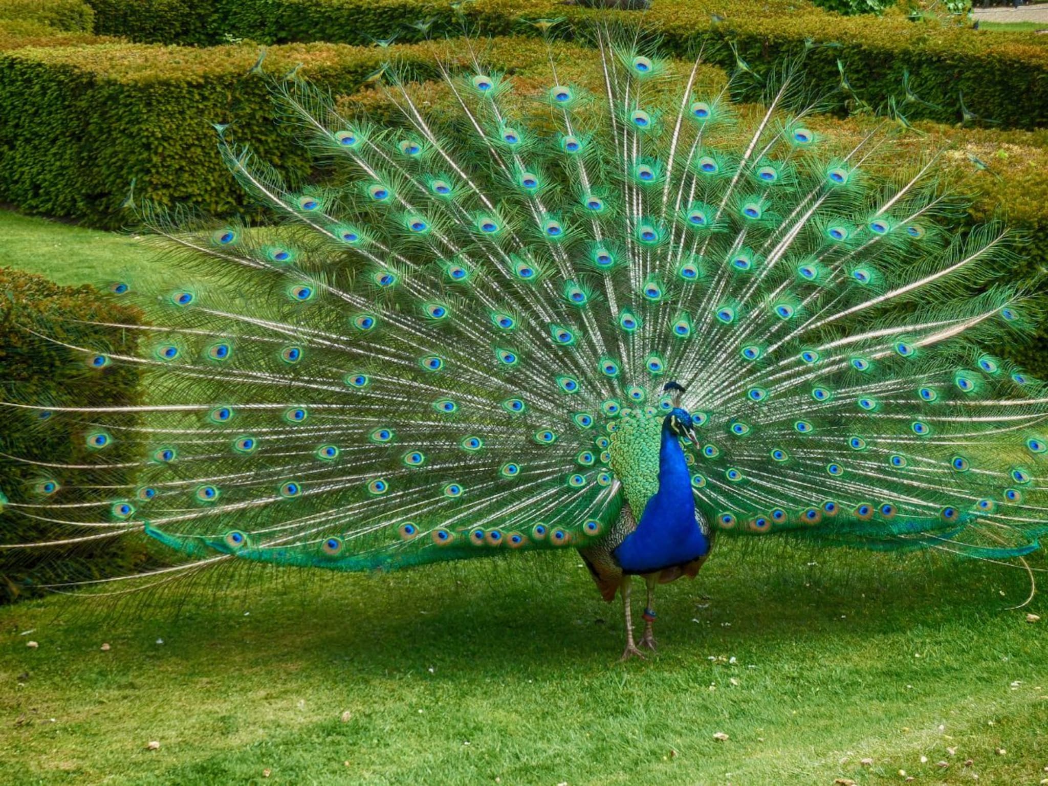 Peacock :  मोराला मोरपंखाचा उपयोग काय? निसर्गाने इतके सुंदर पंख का दिलेत?