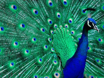 Peacock : मोराला मोरपंखाचा उपयोग काय? निसर्गाने इतके सुंदर पंख का दिलेत? Peacock : मोराला मोरपंखाचा उपयोग काय? निसर्गाने इतके सुंदर पंख का दिलेत?