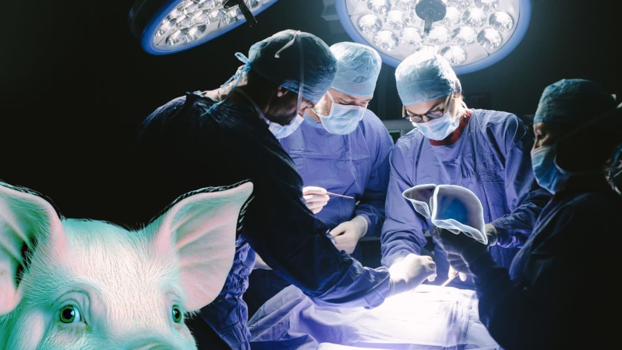 71 वर्षांच्या आजोबांना लावलं डुकराचं लिव्हर अन् झाला चमत्कार, 5 महिन्यांनी...; जगात पहिल्यांदाच असं घडलं