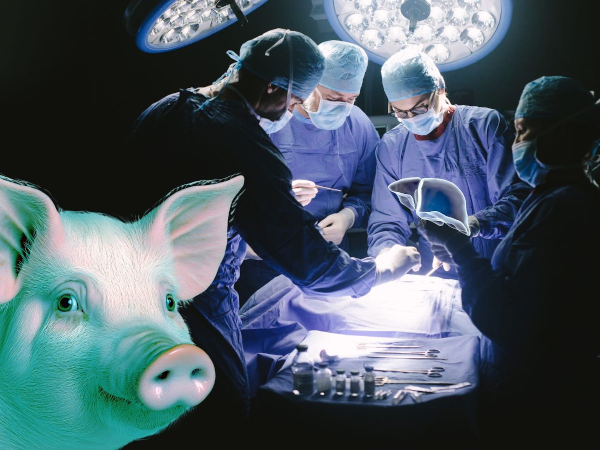 71 वर्षांच्या आजोबांना लावलं डुकराचं लिव्हर अन् झाला चमत्कार, 5 महिन्यांनी...; जगात पहिल्यांदाच असं घडलं