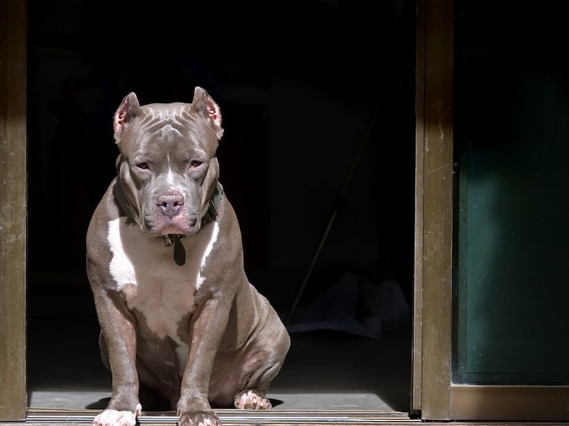 2. पिटबुल (Pitbull)‘पिटबुल’ या नावातच त्यांचा स्वभाव दडलेला आहे. हट्टी, ताकदवान आणि लढाऊ. पिटबुल ही जात विशेषतः त्यांच्या आक्रमक वृत्तीमुळे ओळखली जाते. काही देशांमध्ये तर त्यांच्यावर बंदीही घालण्यात आली आहे. जरी हे आपल्या मालकांशी विश्वासू असतात, तरीही अनोळखी लोकांसाठी त्यांचा स्वभाव अनिश्चित आणि कधीही धोकादायक होऊ शकतो. 