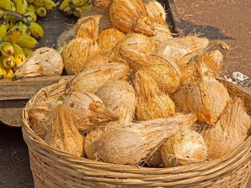 Puja Coconut : पूजेचा नारळ खराब झाला तर काय होतं? हे कसले संकेत? Puja Coconut : पूजेचा नारळ खराब झाला तर काय होतं? हे कसले संकेत?