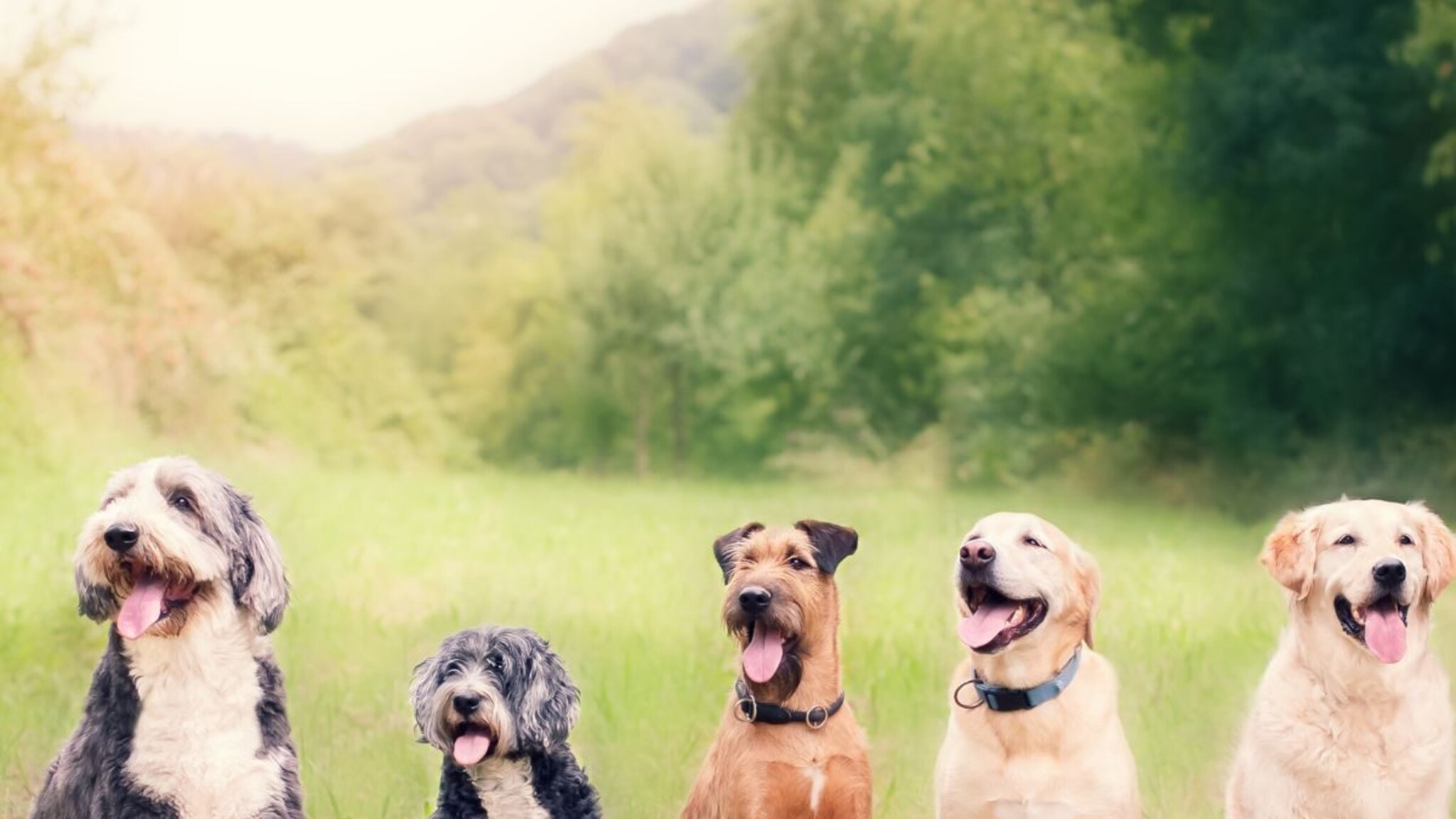 World Dangerous Dog : जगातील 5 सर्वात धोकादायक कुत्रे, काही सेकंदात घेऊ शकतात जीव, त्यांच्यापासून दूर राहण्यातच शहाणपण