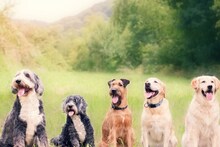World Dangerous Dog : जगातील 5 सर्वात धोकादायक कुत्रे, काही सेकंदात घेऊ शकतात जीव, त्यांच्यापासून दूर राहण्यातच शहाणपण
