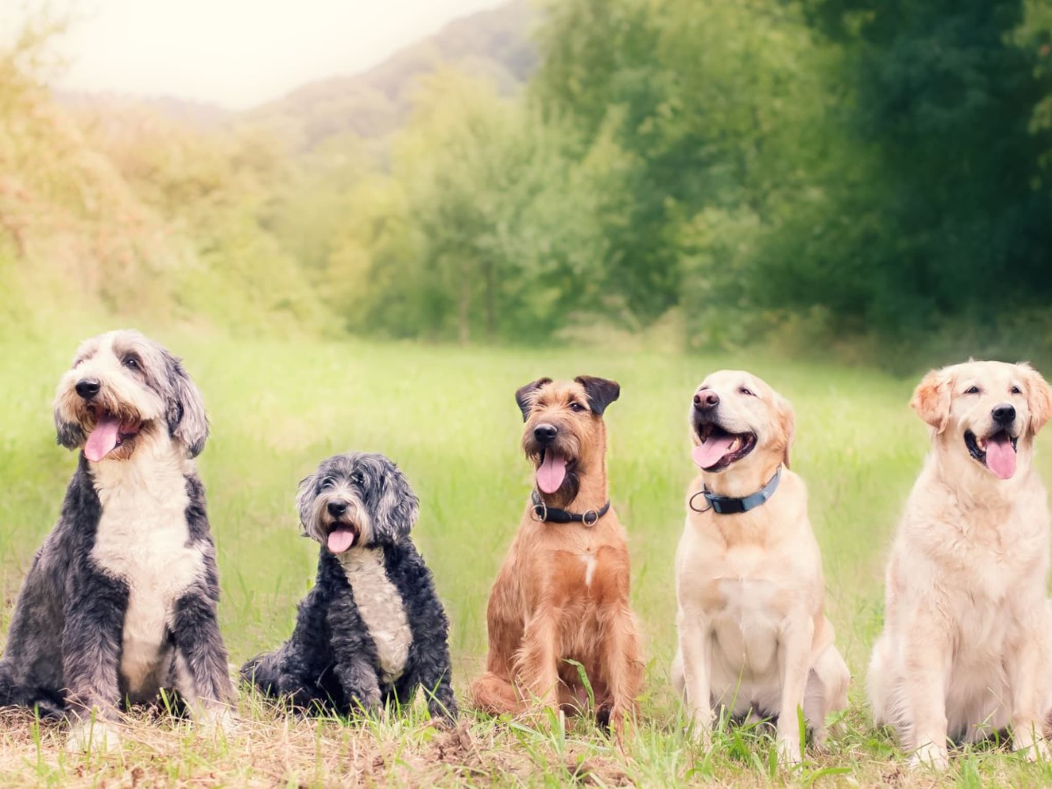 World Dangerous Dog : जगातील 5 सर्वात धोकादायक कुत्रे, काही सेकंदात घेऊ शकतात जीव, त्यांच्यापासून दूर राहण्यातच शहाणपण