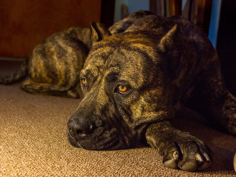 5. प्रेसा कॅनारिओ (Presa Canario)अफ्रिकेतील या प्रकारचे कुत्रे वजन आणि ताकदीसाठी प्रसिद्ध आहे. या कुत्र्याचं वजन साधारणपणे 60 किलोपर्यंत असू शकतं. प्रेसा कॅनारिओ अत्यंत आक्रमक आणि नियंत्रणाबाहेर जाणारी जात मानली जाते. एकदा हे कुत्रे हल्ला करताच एखाद्याचा जीव वाचवणं फार अवघड असतं.