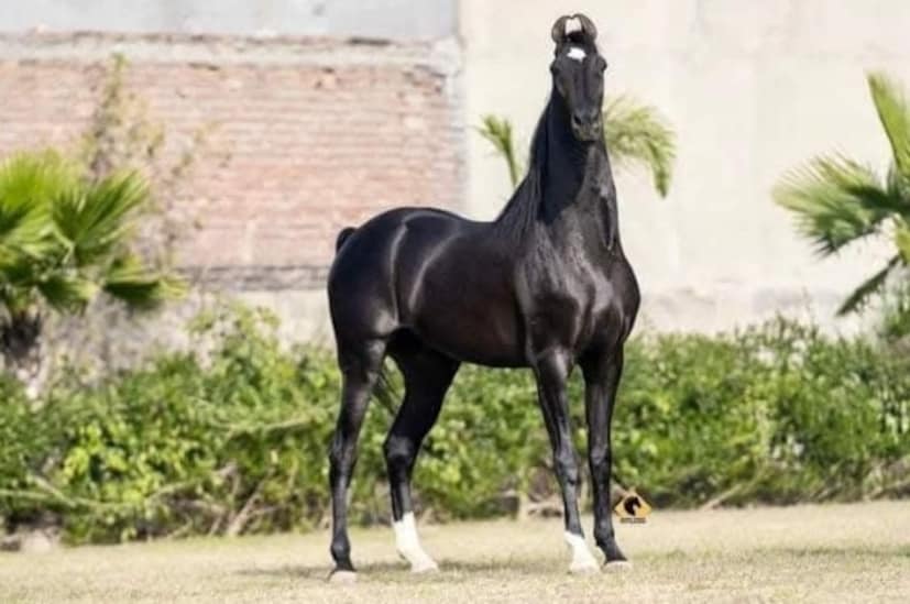 याची मागणीच एवढी आहे की त्याच्यापासून जर पिल्लू हवं असेल तर मालकच किमान दोन ते तीन लाख रुपये फी एका घोडीसोबतच्या भेटीचे घेतो. आतापर्यंत त्याने 4 वेळा चॅम्पिनयशिप मारली असल्याचंही मालकाने सांगितलं आहे. ते सगळं असलं तरी राजस्थानच्या मेळाव्यात चर्चा मात्र या शाहबाजची आहे. 