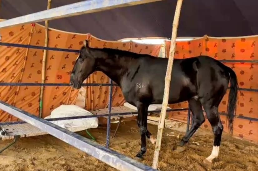 मर्सिडीज, BMW पेक्षाही या घोड्याची किंमत जास्त आहे. त्याला घडवण्यासाठी अपार मेहनत घेतल्याचं सांगितलं. हा आमच्यासाठी घोडा नाही प्रेम आणि अभिमान आहे असंही मालक गैर गिल यांनी सांगितलं. 