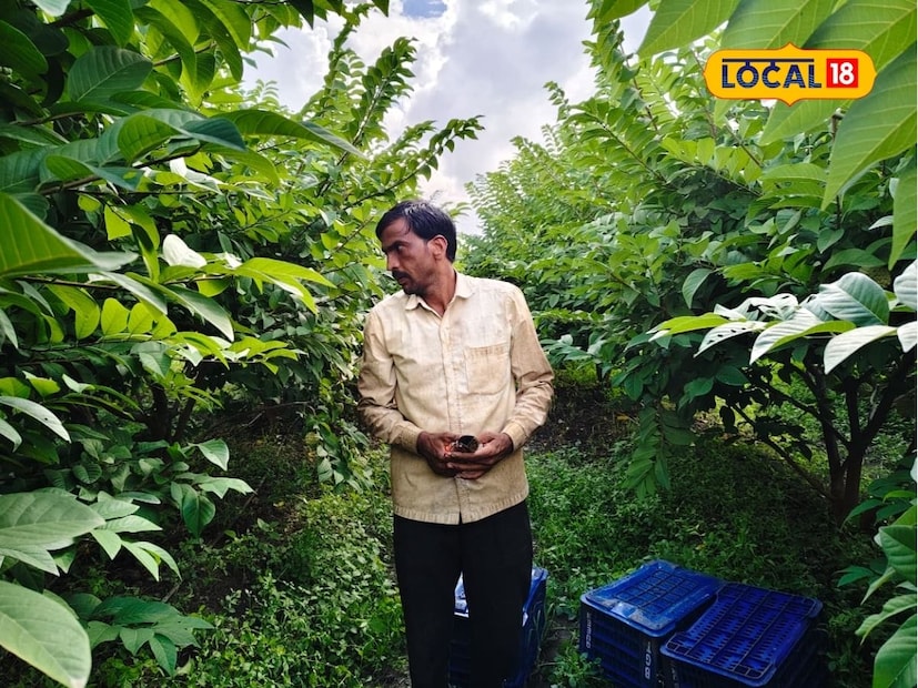 छत्रपती संभाजीनगर तालुक्यातील नागोनीची वाडी येथील शेतकरी विठ्ठल शिसोदे हे गेल्या सहा वर्षांपासून सीताफळाची शेती करत आहेत. एक एकर शेतामध्ये एनएमके गोल्डन या वाणाची 450 झाडांची लागवड त्यांनी केली. सध्या शेतकऱ्यांकडून सीताफळाची व्यापाऱ्यांना 30 रुपये किलो दराने विक्री होत आहे.  छत्रपती संभाजीनगर तालुक्यातील नागोनीची वाडी येथील शेतकरी विठ्ठल शिसोदे हे गेल्या सहा वर्षांपासून सीताफळाची शेती करत आहेत. एक एकर शेतामध्ये एनएमके गोल्डन या वाणाची 450 झाडांची लागवड त्यांनी केली. सध्या शेतकऱ्यांकडून सीताफळाची व्यापाऱ्यांना 30 रुपये किलो दराने विक्री होत आहे.